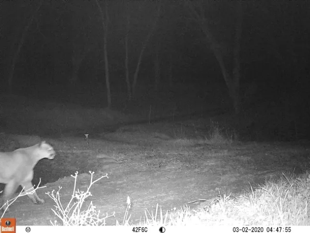 Mountain lion