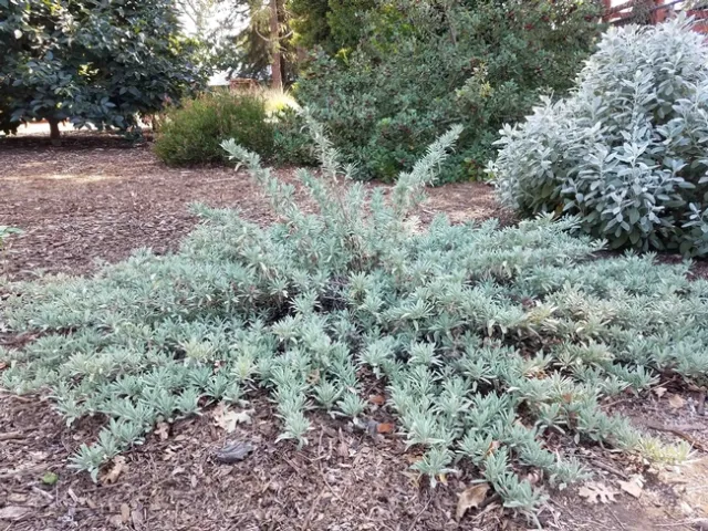 Creeping sage, J. Alosi