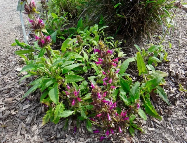 Hummingbird-sage, Brent McGhie