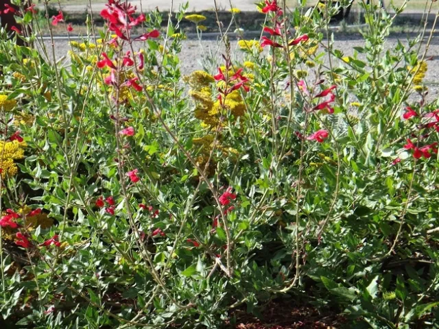 John Whittlesey sage (salviz x) in the Demonstration Garden, Brent McGhie