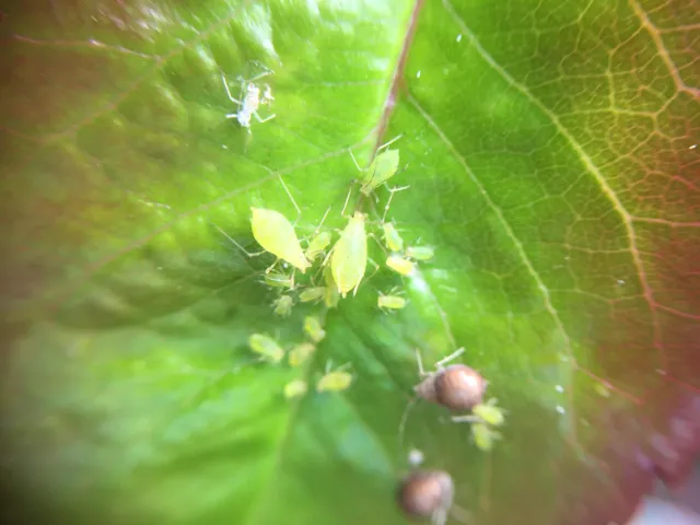 aphids on leaf. jennifer baumbach