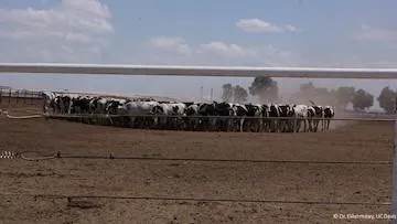 Holsteins