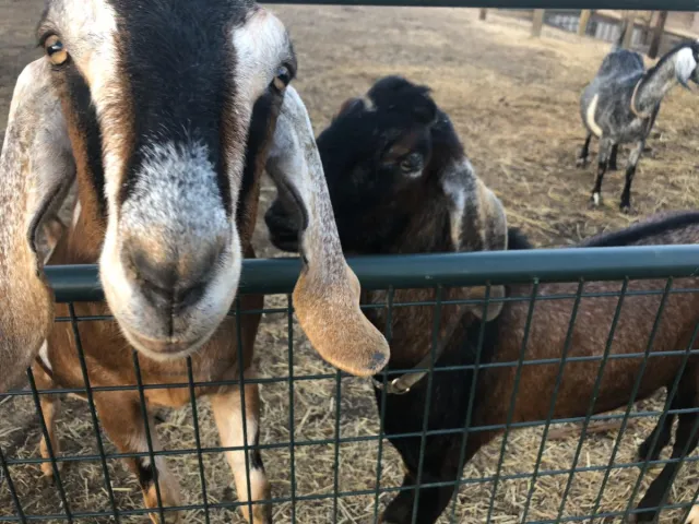 Goats