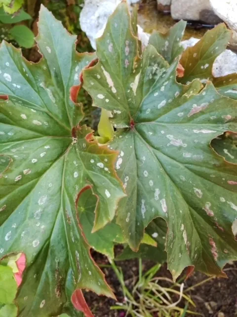 Photo 3 (1)