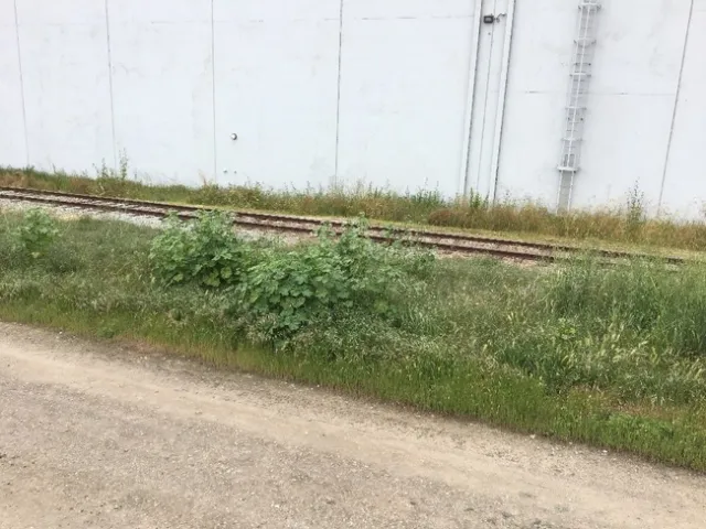 Industrial areas are good locations for a variety of weeds to survive.
