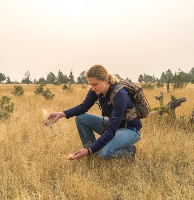 UCCE Modoc County director Laura Snell looks for African wire grass