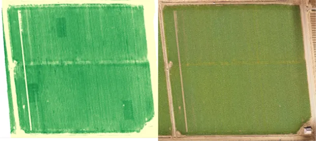 Multi-spectral (L) and visible spectrum (R) of field with N rich zones