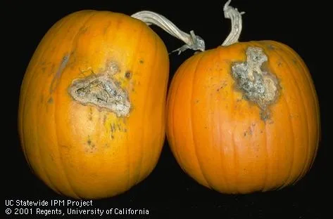 Pumpkin