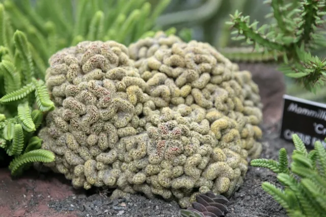 00 Cactus