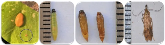 4AlfalfaLeaftierEgg