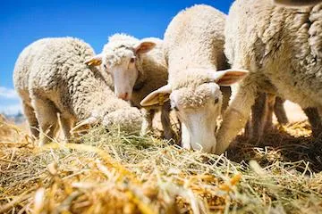sheep
