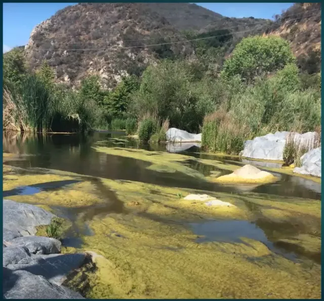 eutrophication
