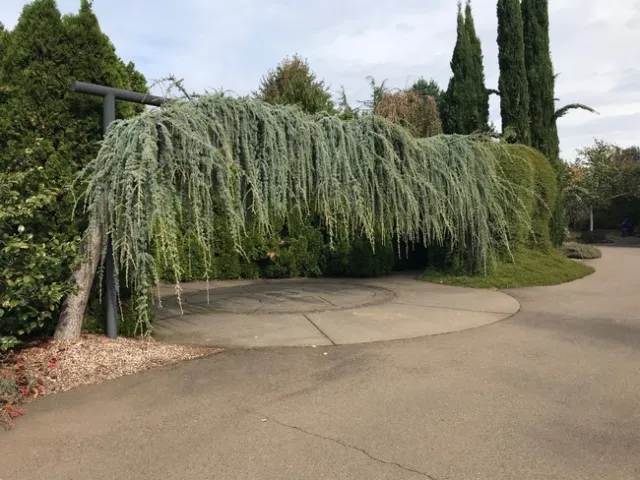 Port Orford Cedar