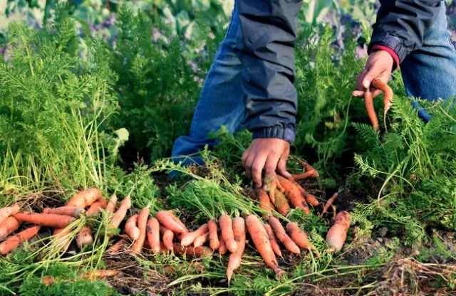 Carrots