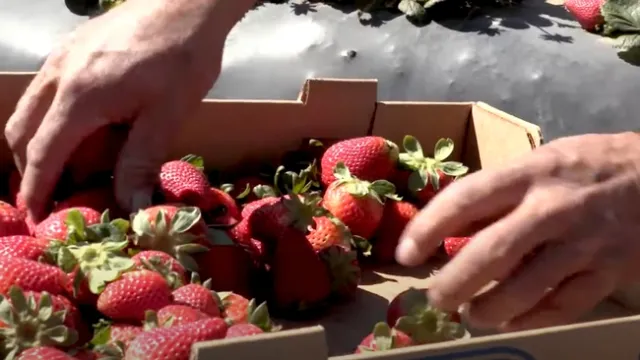 Fresas