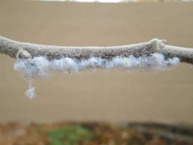 Wooly Apple Aphid