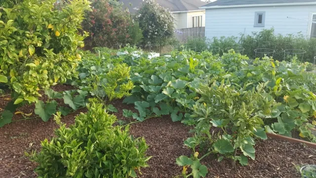 Backyard garden.