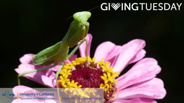 Giving Tuesday