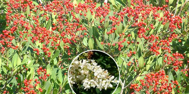 Heteromeles arbutifolia (Toyon)