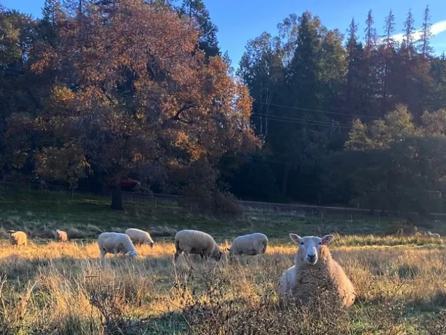 2021 Dec ewes