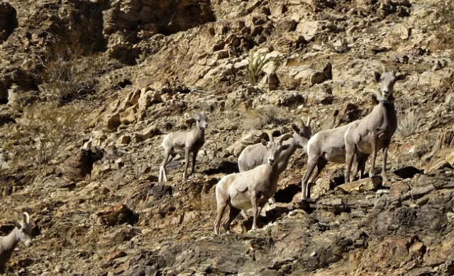sheep