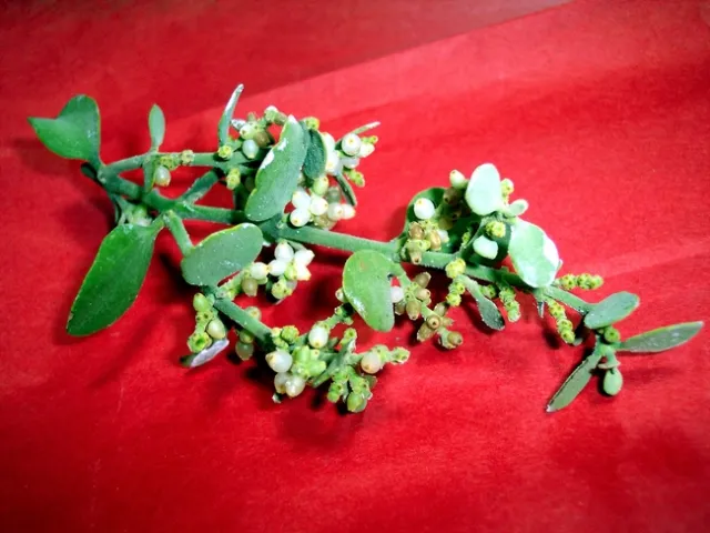 Mistletoe