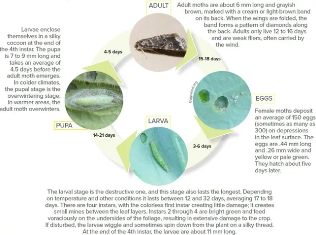 DBM Life Cycle