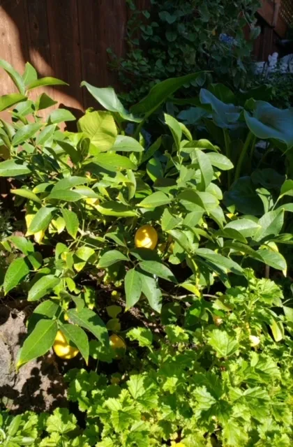 Lemon 2
