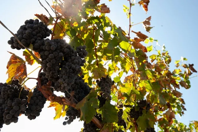 Grapevines