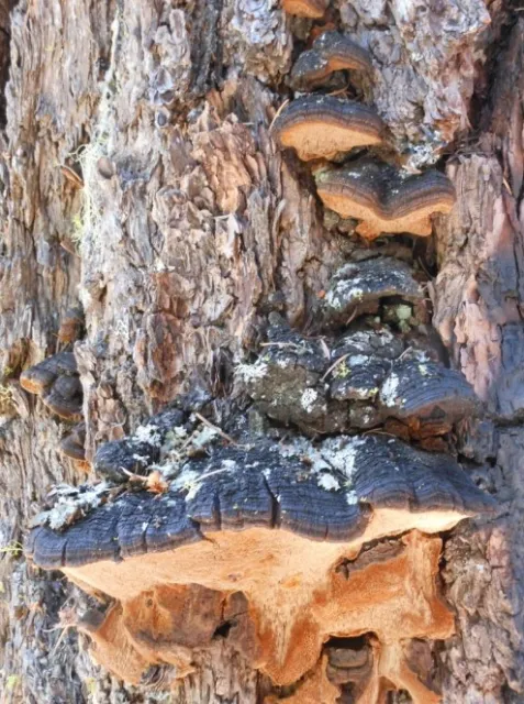 Porodaedalea pini Fruiting Bodies on Trunk. Source: Terry Henkel