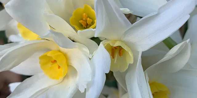 Narcissus
