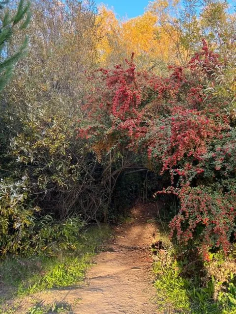 Cotoneaster