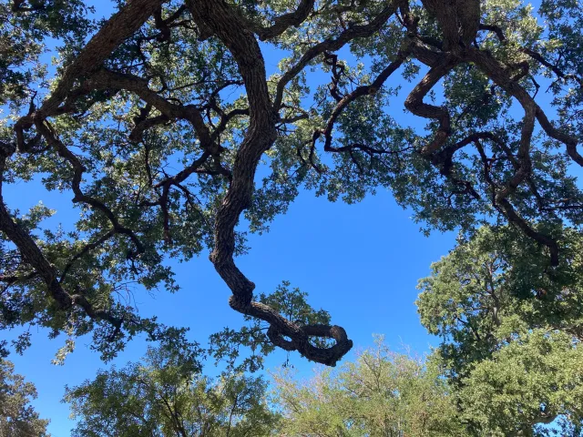 Oaks are beautiful, but not a good choice for a small curbside planting space.Oak Canopy © E.Wright