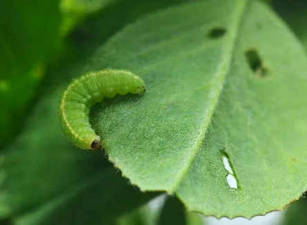 weevil