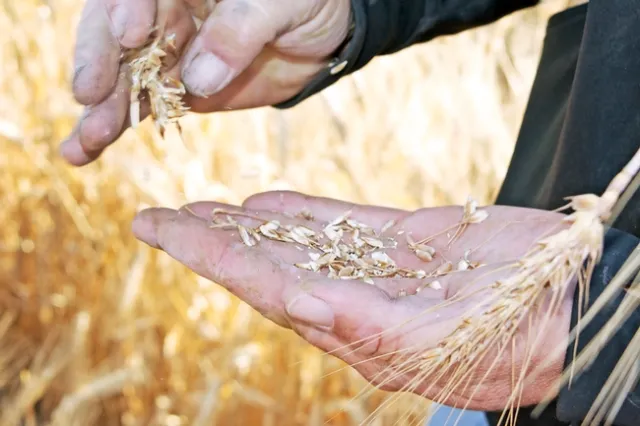 Hand holding wheat