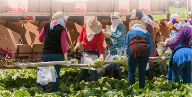 Aumentan # trabajadoras en el campo