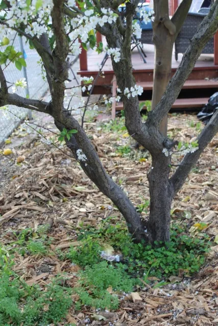 Pluot tree.