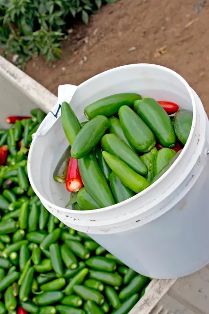 Chiles