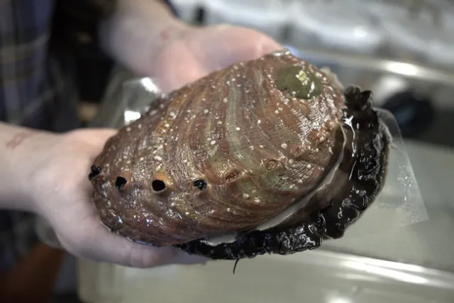 Close up of a red abalone