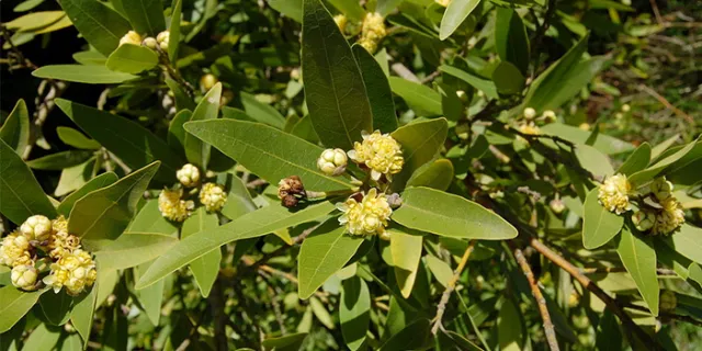 California Laurel (Umbellularia californica)