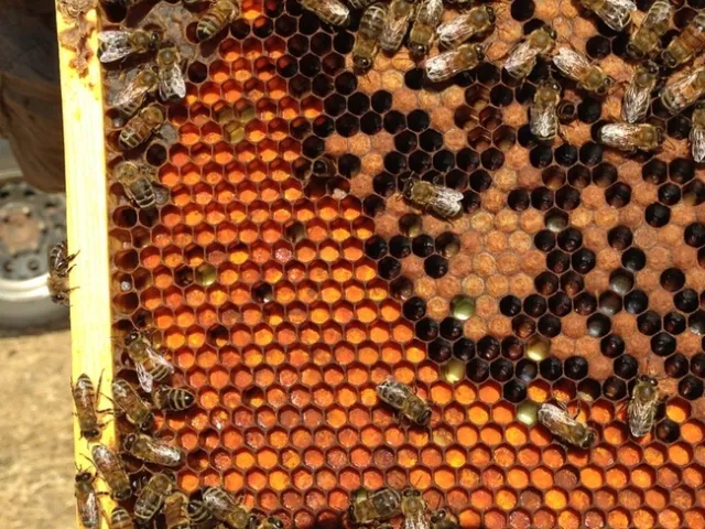bee rust cells