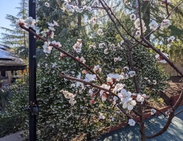 flowering tree