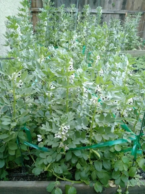 Fava beans.
