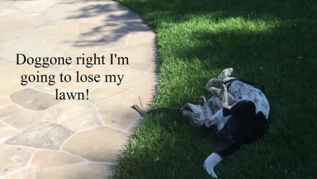 Doggone Right