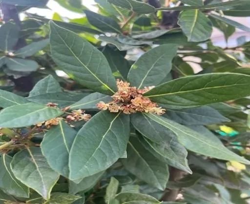 bay laurel flowers