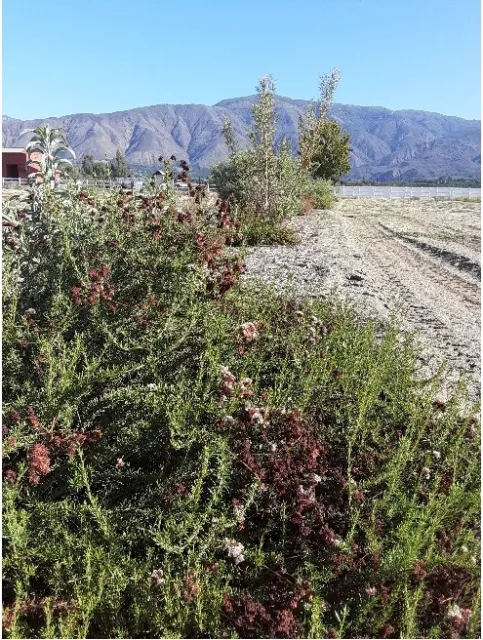 Figure 5- Healthy Hedgerow plants- one year after planting.
