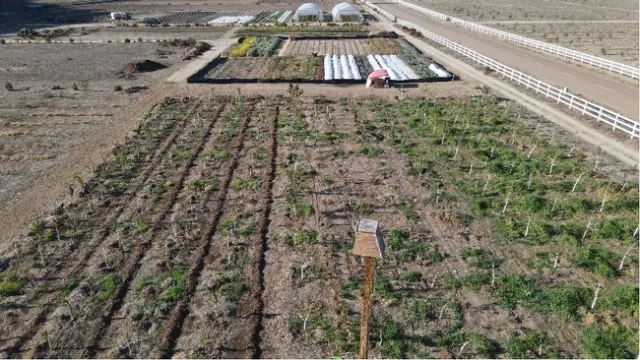 Figure 7: Orchard Establishment in Solidarity Farms