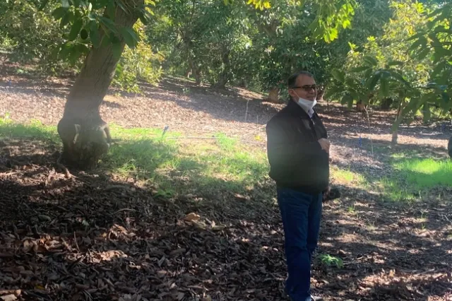 Ali Montazar, asesor de riego y manejo del agua de Extensión Cooperativa de la Universidad de California, visita un huerto de aguacates en el condado de San Diego para ayudar a resolver problemas de riego y salinidad. Fotografía cortesía de Ali Montazar.