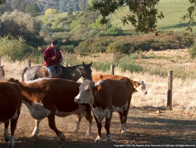 SFREC MovingCows