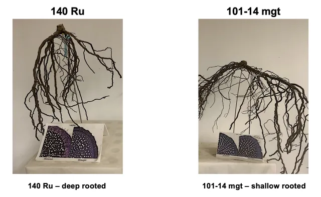 Image1_RootstockComparison